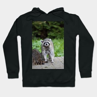 Tongue Out Raccoon Hoodie